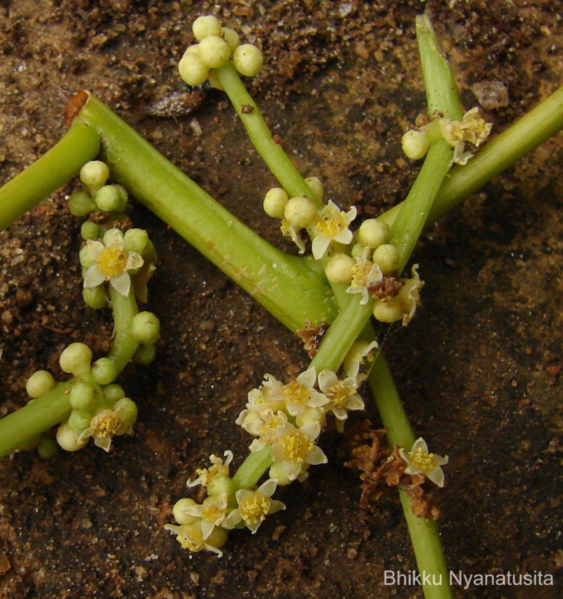 Spondias pinnata (L.f.) Kurz